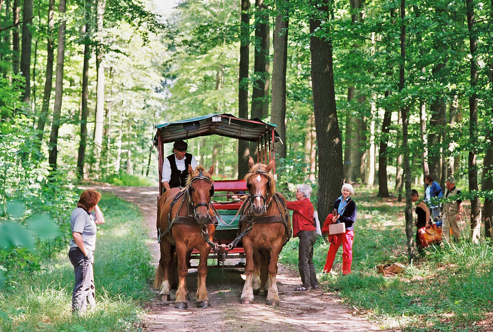 Tour with horse and wagon